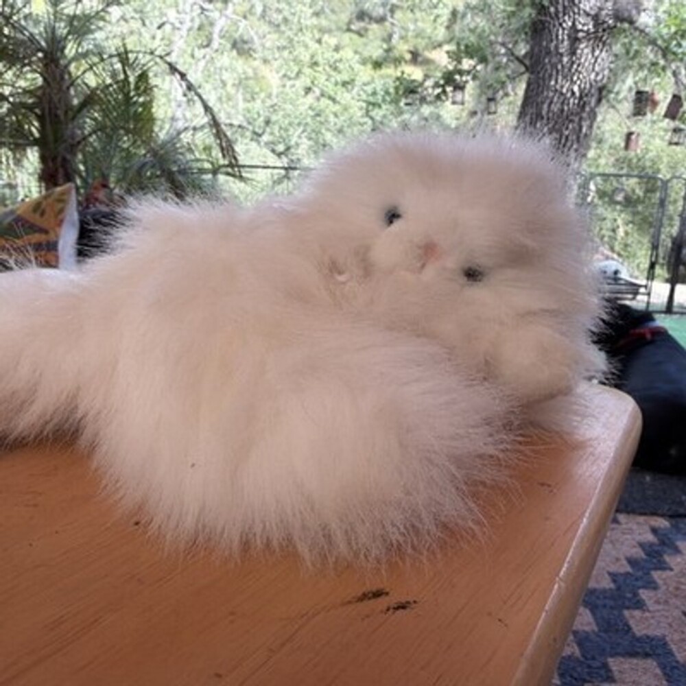 VNTG1992-93Kitty Kitty Kittens Snowball Fluffy Lying Down NoTags Blue Eyes